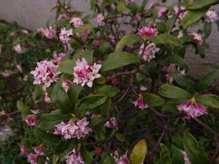 20090409 002.JPG