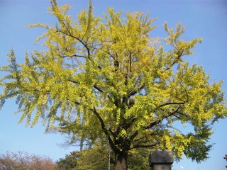 SH380004.JPG